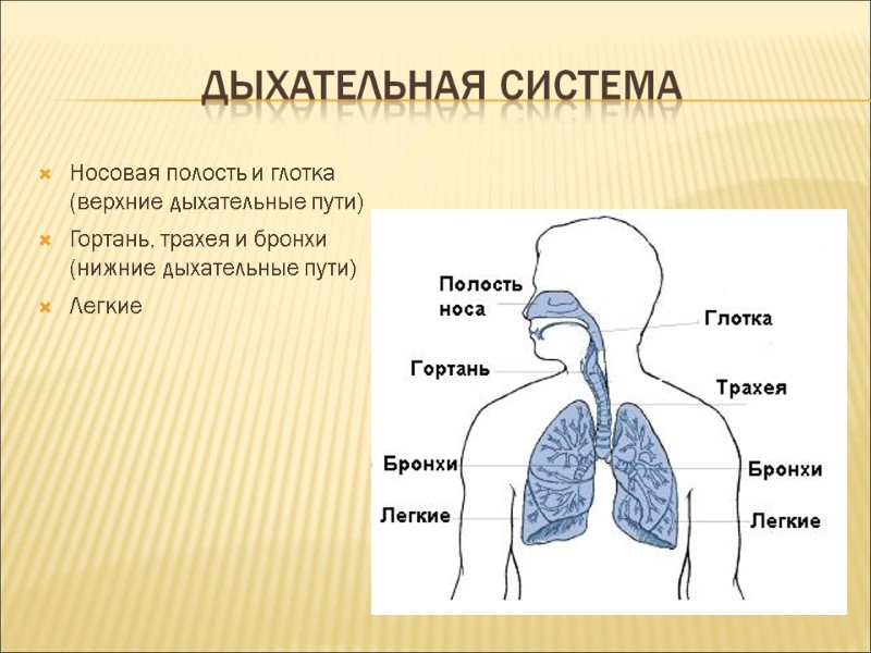 Носовая полость и глотка (верхние дыхательные пути) Гортань, трахея и бронхи (нижние дыхательные пути)